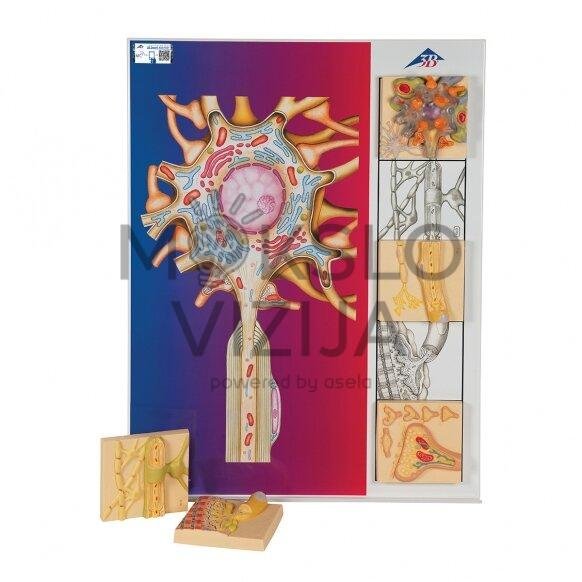 5 žmogaus nervų sistemos modelių rinkinys "nervų fiziologija"