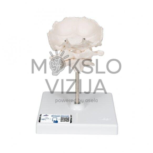 1 ir 2 kaklo slankstelių modelis, pritvirtinti su viela ant stovo