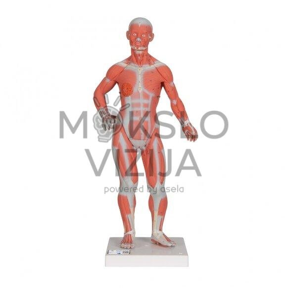 Realaus dydžio žmogaus raumenų figūra, 2 dalys