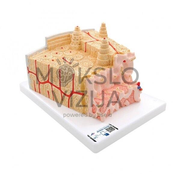 Žmogaus kaulų struktūros modelis, 80 kartų padidintas