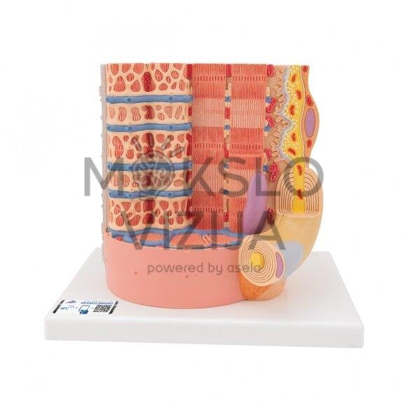 Žmogaus raumenų skaidulų modelis, padidintas 10 000 kartų