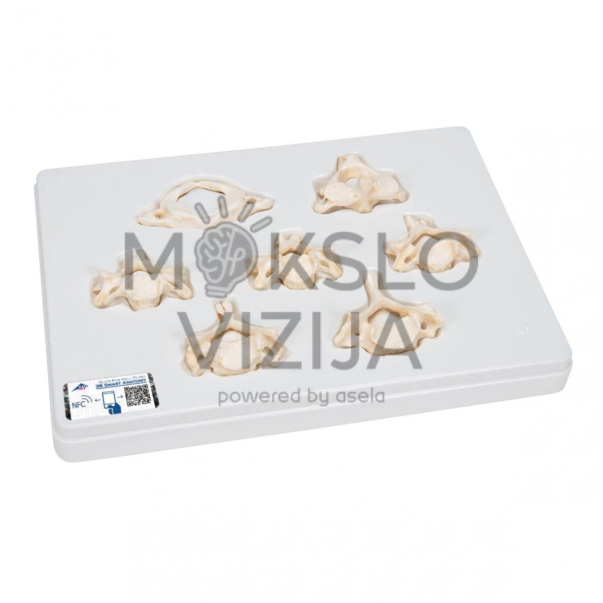 7 "bonelike" žmogaus kaklo slankstelių rinkinys