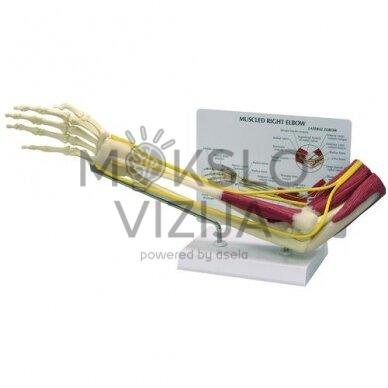 Alkūnės kaulų su raumenimis modelis