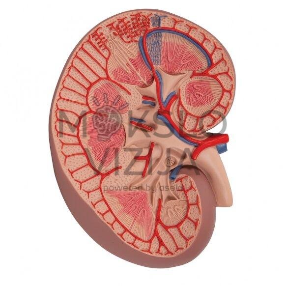 Bazinis inksto pjūvio modelis, 3 kartus padidintas