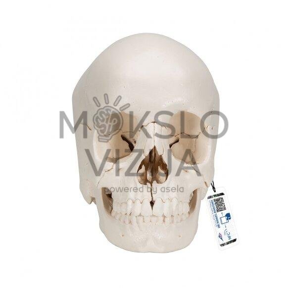 Suaugusio žmogaus kaukolės modelis, 22 dalys