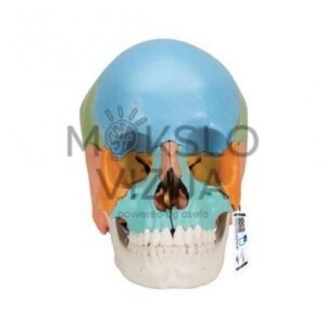 Suaugusio žmogaus kaukolės modelis, spalvota, 22 dalys