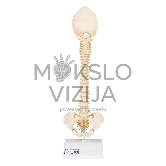 "Bonelike" vaiko stuburo slankstelių modelis