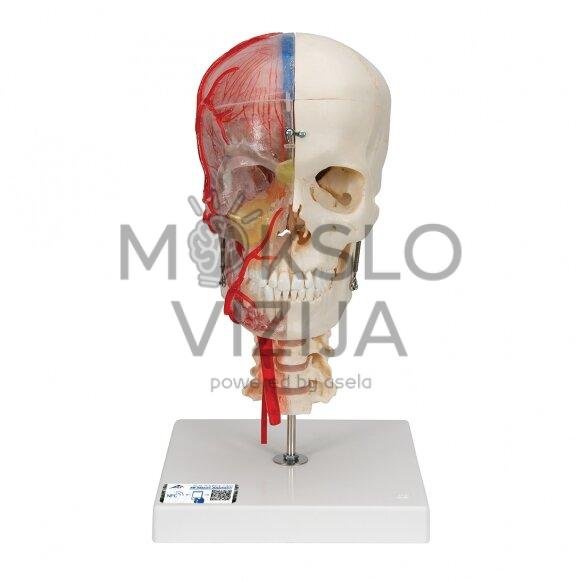 "Bonelike" žmogaus kaukolės modelis, pausiau skaidrus, pusiau kaulinias, su smegenimis ir slanksteliais