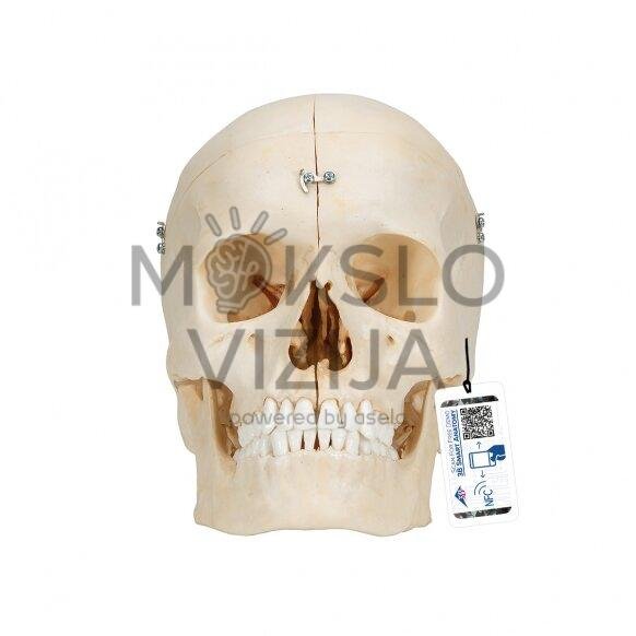 "Bonelike" žmogaus kaukolės kaulų modelis, 6 dalys