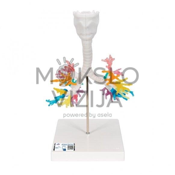 Bronchų medžio modelis su gerklomis