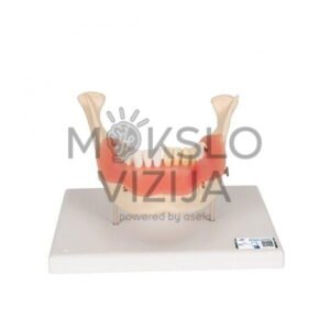 Dantų lygų modelis, 2 kartus padidintas, 21 dalis