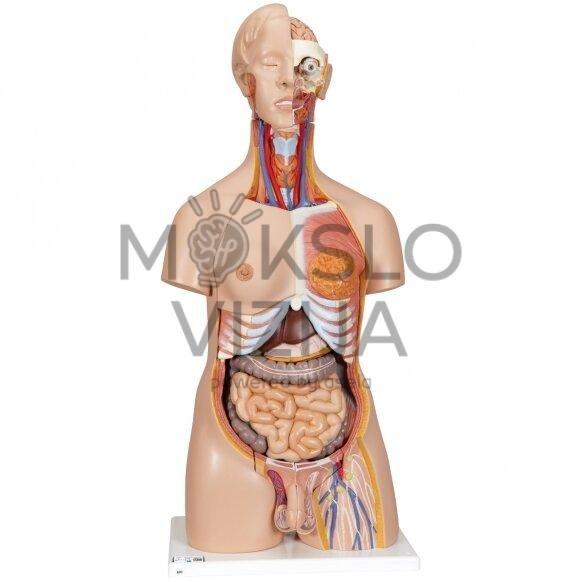 Dvigubos lyties žmogaus torsas, 24 dalys