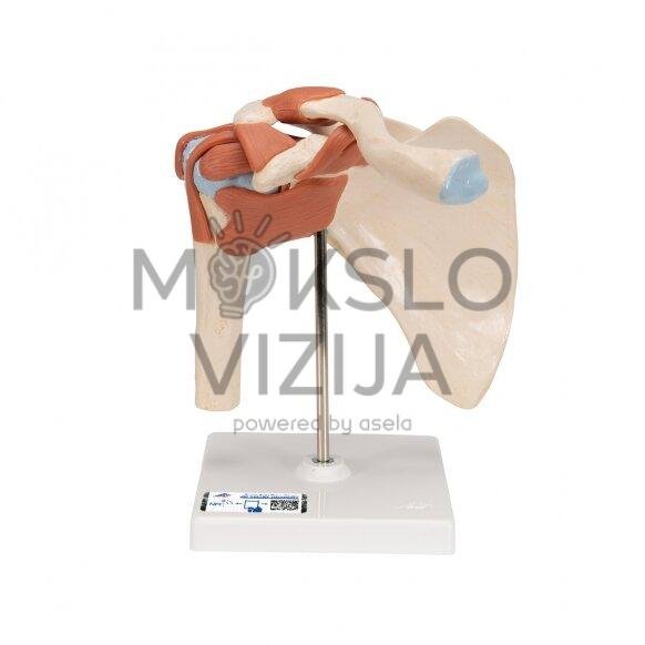 Funkcinis žmogaus peties sąnarys, fiziologinis, judantis