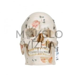 Odontologinis kaukolės modelis, 10 dalių