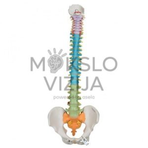Didaktinis lankstus žmogaus stuburo modelis