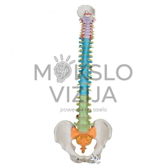 Didaktinis lankstus žmogaus stuburo modelis