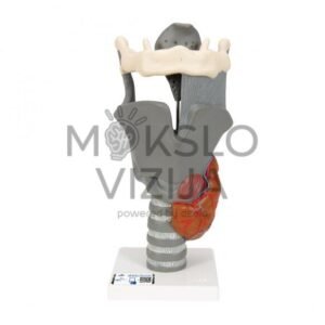 Funkcinis gerklų modelis, 2.5 karto padidintas