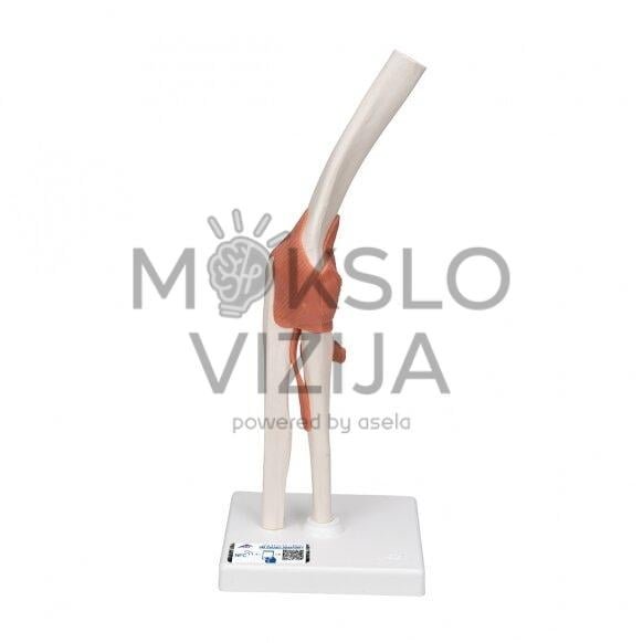 Funkcinis žmogaus alkūnės sąnario modelis su raiščiais