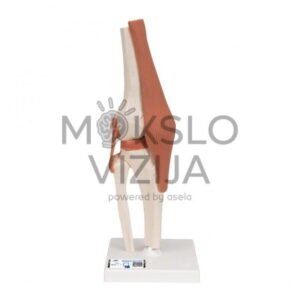 Funkcinis žmogaus kelio sąnario modelis su raiščiais