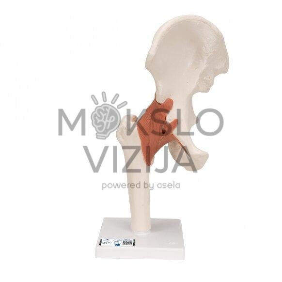 Funkcinis žmogaus klubo sąnario modelis