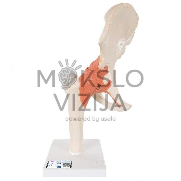 Funkcinis žmogaus klubo sąnario modelis su raiščiais ir pažymėtomis kremzlėmis