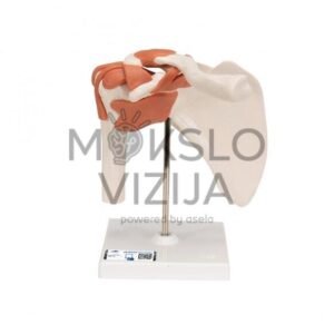 Funkcinis žmogaus peties sąnarys