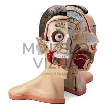 Galvos ir kaklo modelis, 5 dalys