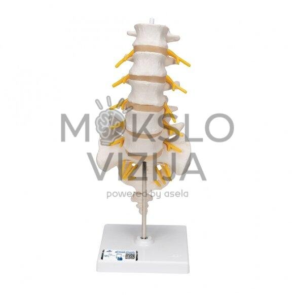 Juosmens stuburo dalies modelis