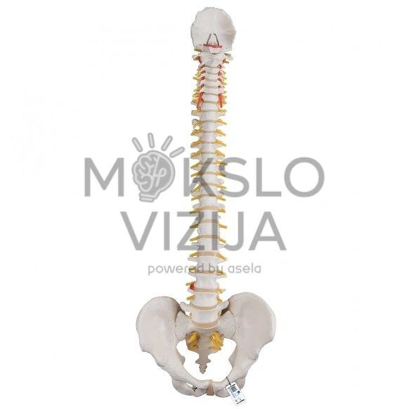 Klasikinis žmogaus stuburo modelis lankstus