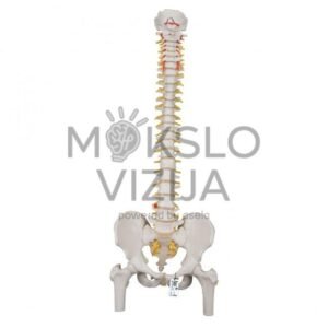 Klasikinis žmogaus stuburo modelis lankstus su šlaunikaulio galvutėmis