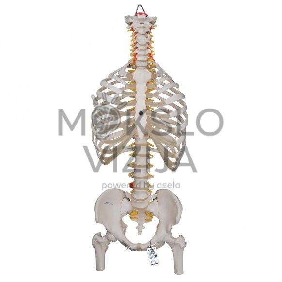 Klasikinis žmogaus stuburo modelis (lankstus) su šonkauliais ir šlaunikaulio galvutėmis