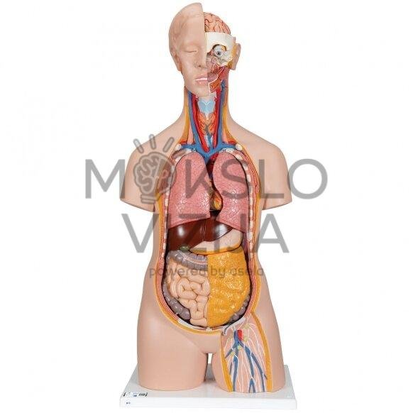 Klasikinis žmogaus torsas, 14 dalių