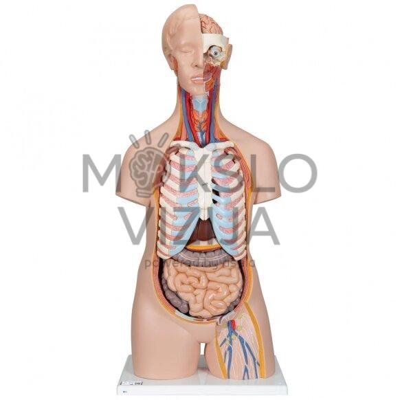 Klasikinis žmogaus torsas, 16 dalių