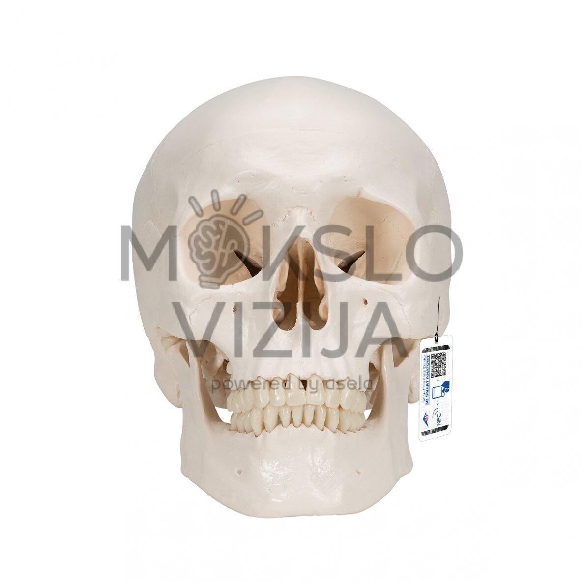 Klasikinis žmogaus kaukolės modelis, 3 dalys