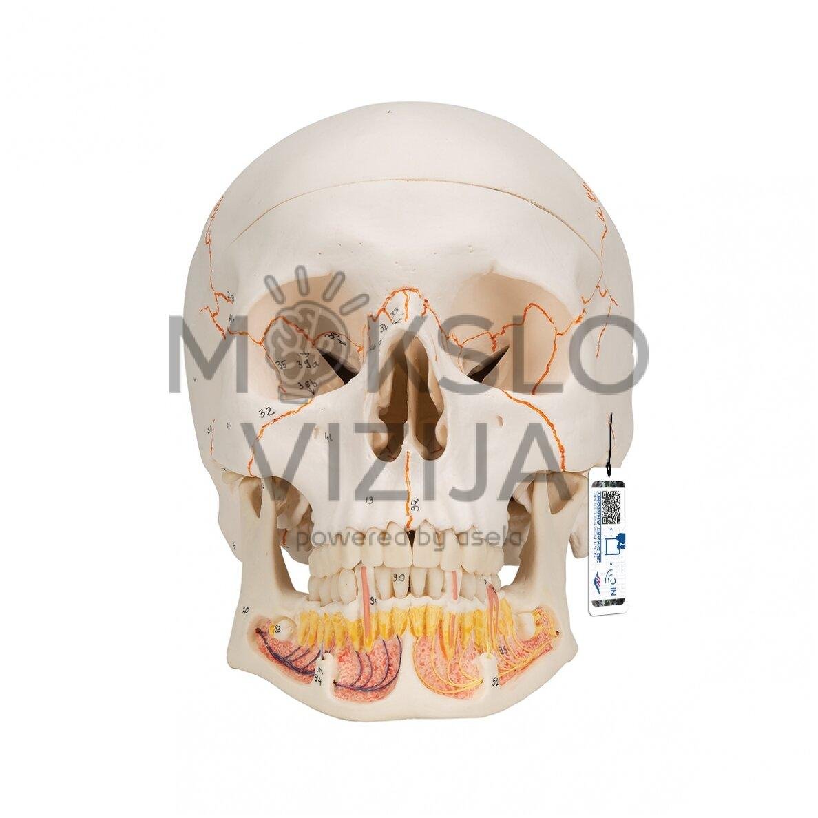 Klasikinis žmogus kaukolės modelis su atidarytu apatiniu žandikauliu, 3 dalys
