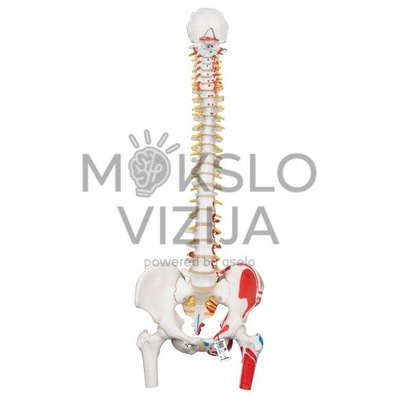 Klasikinis žmogaus stuburo modelis lankstus su šlaunikaulio galvutėmis ir pieštais raumenimis