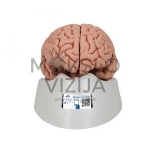 Klasikinis žmogaus smegenų modelis, 5 dalys