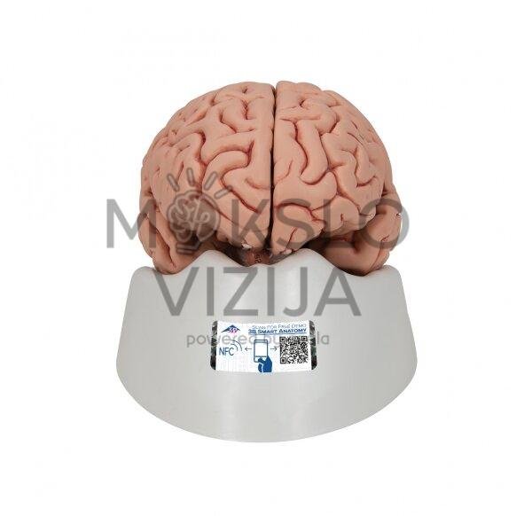 Klasikinis žmogaus smegenų modelis, 5 dalys