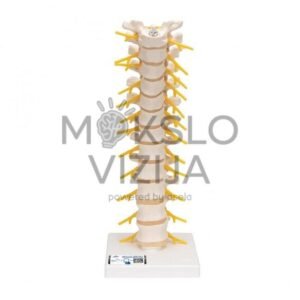 Krūtinės stuburo dalies modelis