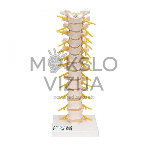 Krūtinės stuburo dalies modelis