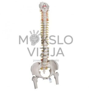 Žmogaus stuburo modelis, itin lankstus, sumontuotas ant lankstaus stovo, su šlaunikaulio galvutėmis