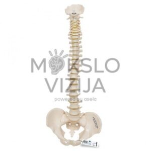 Mini žmogaus lankstaus stuburo modelis