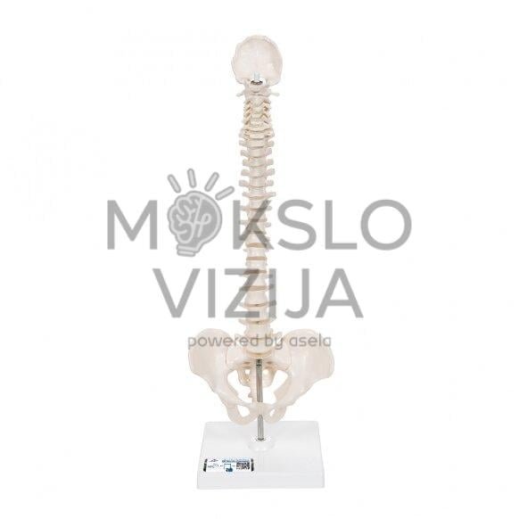 Žmogaus stuburo modelis lankstus ant nuimamo pagrindo