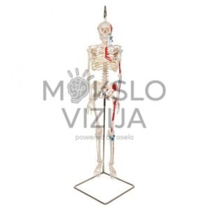 Mini žmogaus skeletas (piešti raumenys, pritvirtinatas prie dubens, pusė realaus dydžio)