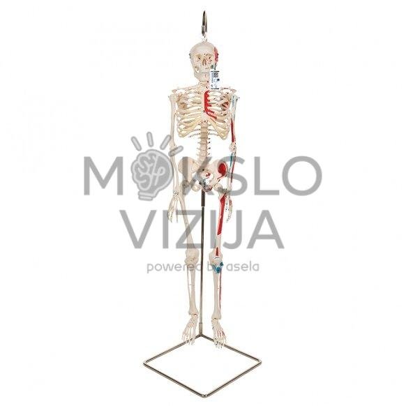 Mini žmogaus skeletas (piešti raumenys, pritvirtinatas prie dubens, pusė realaus dydžio)