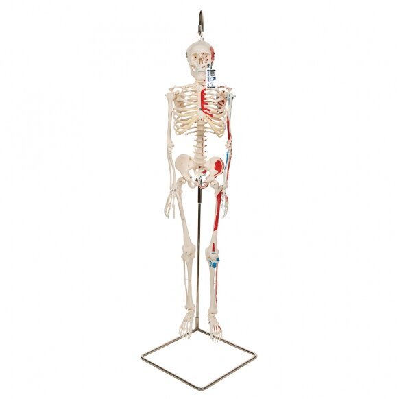 Mini žmogaus skeletas (piešti raumenys, pritvirtinatas prie dubens, pusė realaus dydžio)