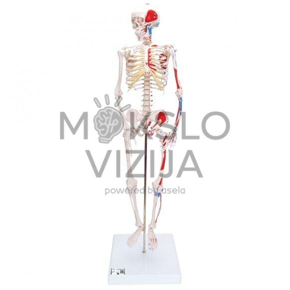 Mini žmogaus skeletas (piešti raumenys, pritvirtinatas prie dubens, pusė realaus dydžio)