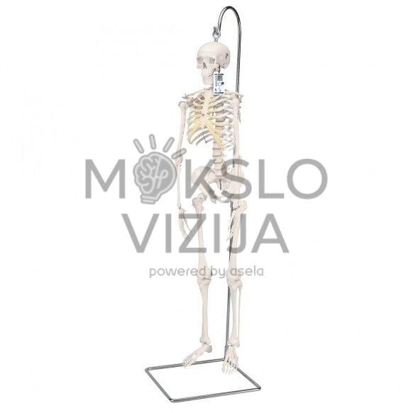 Mini žmogaus skeleto modelis ant stovo