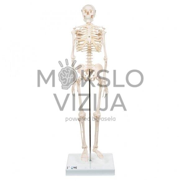 Mini žmogaus skeleto modelis, trumpas, pusė realaus dydžio