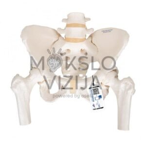 Moters dubens skeleto modelis, su kilnojamosiomis šlaunikaulio galvutėmis